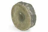 Fossil Ichthyosaur (Brachypterygius) Vertebra - England #351048-2